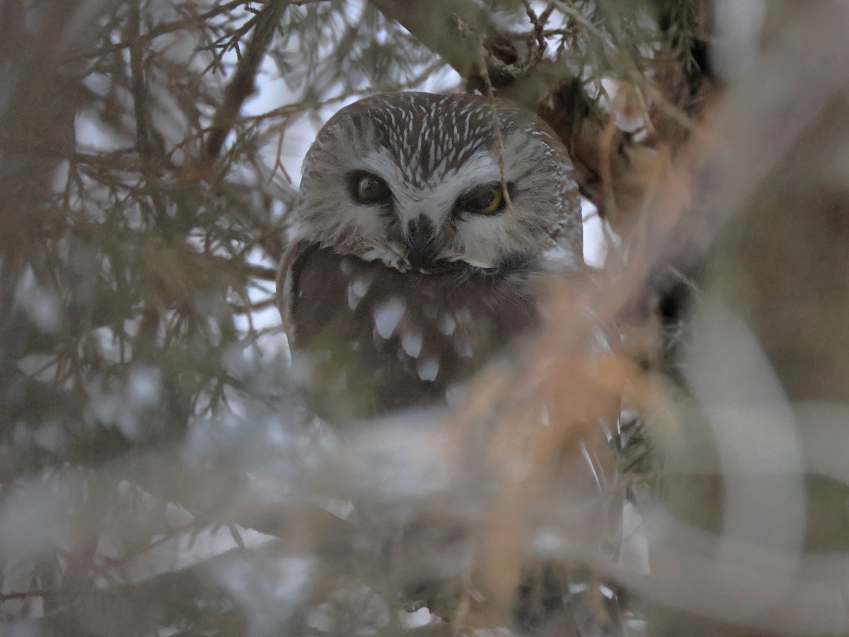 EBird Checklist 6 Jan 2024 Cedar Grove At SCP 1 Species   1200