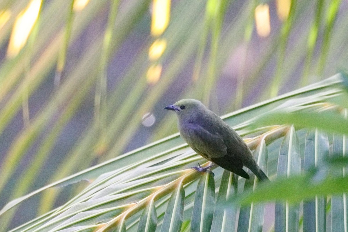 Palm Tanager - ML613178328