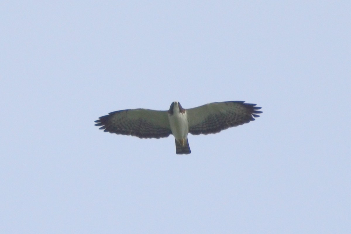 Short-tailed Hawk - ML613178334