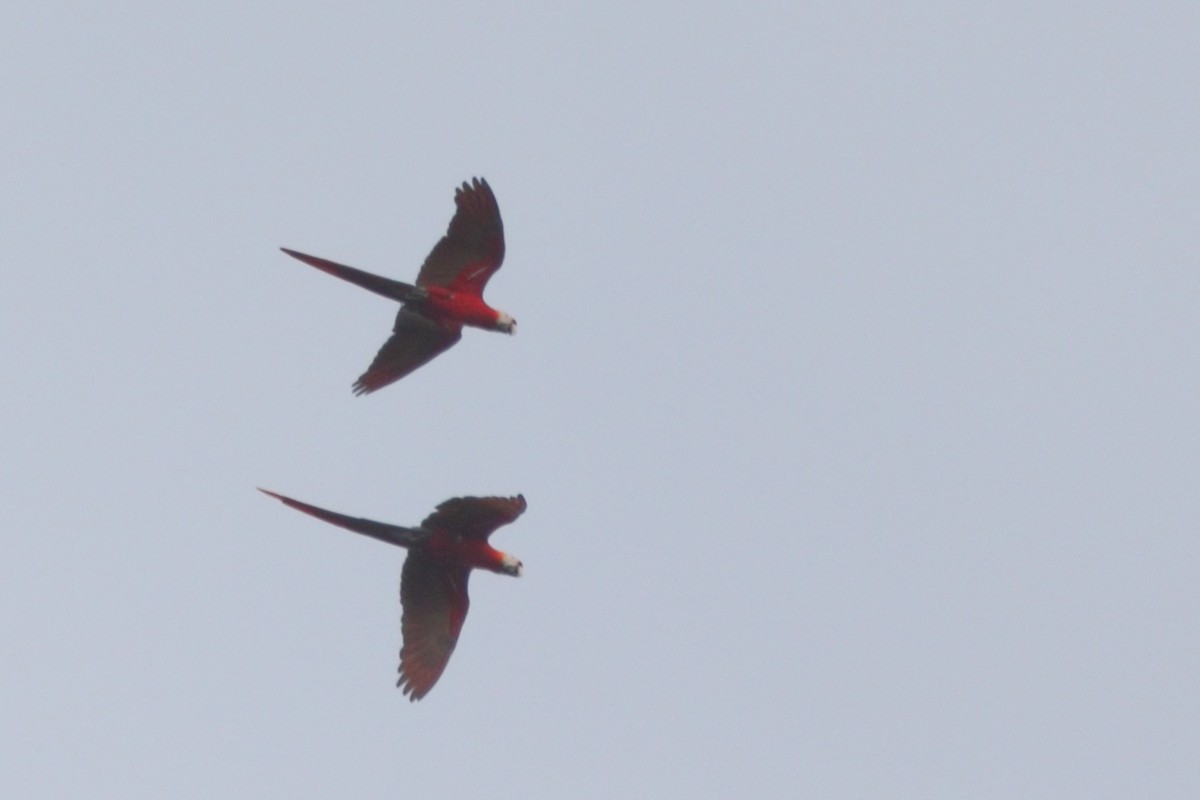 Scarlet Macaw - ML613178337
