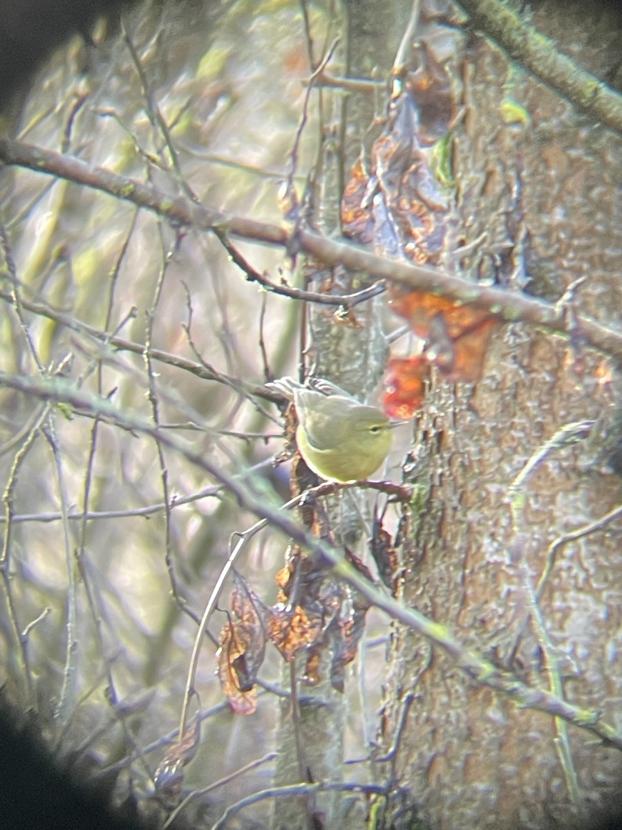 Orange-crowned Warbler - ML613178443
