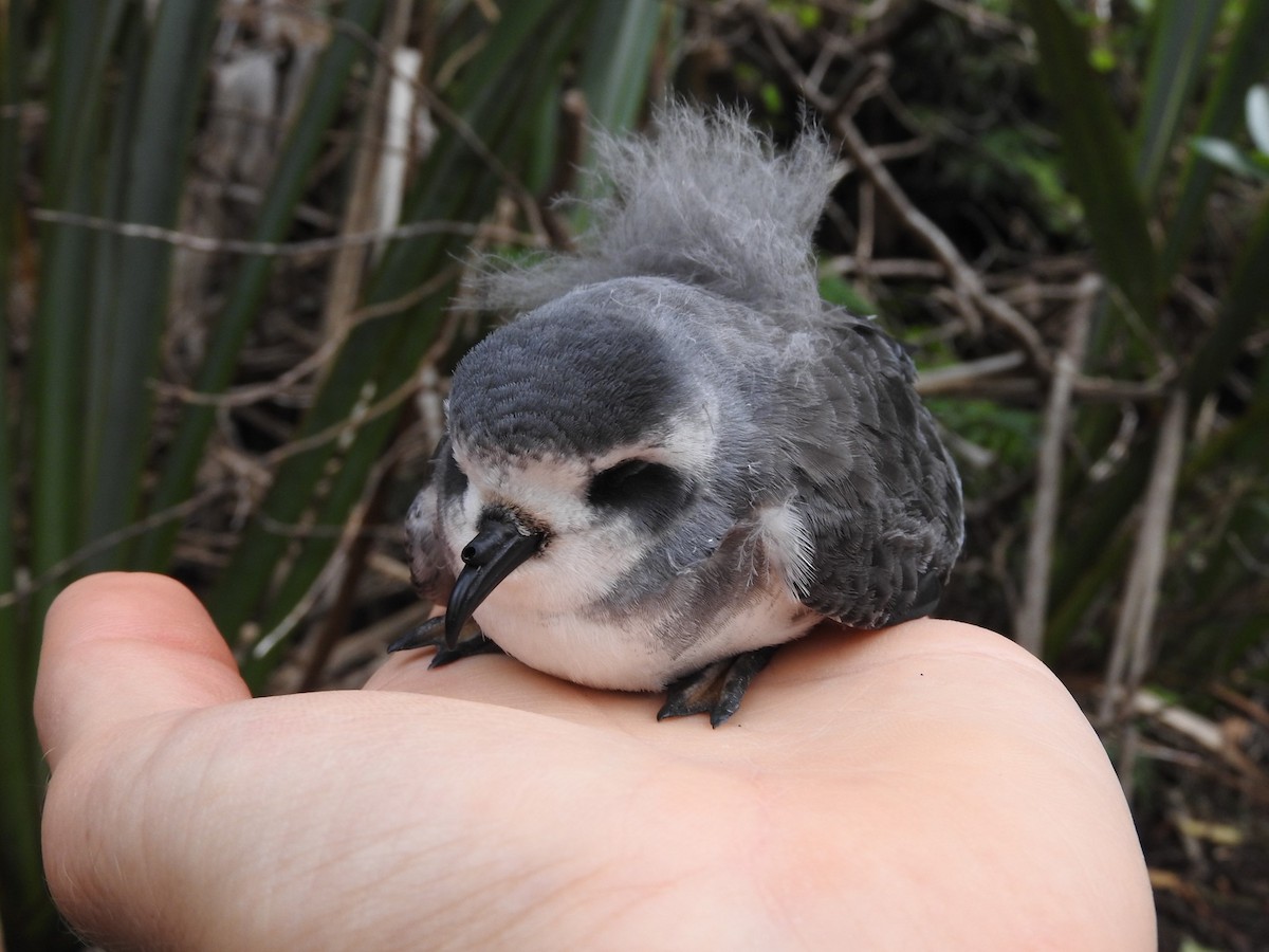 White-faced Storm-Petrel - ML613178594