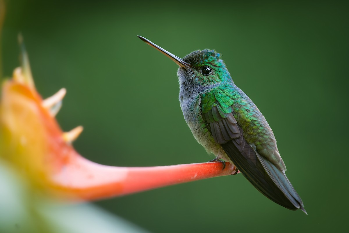 Charming Hummingbird - Alexander Montero