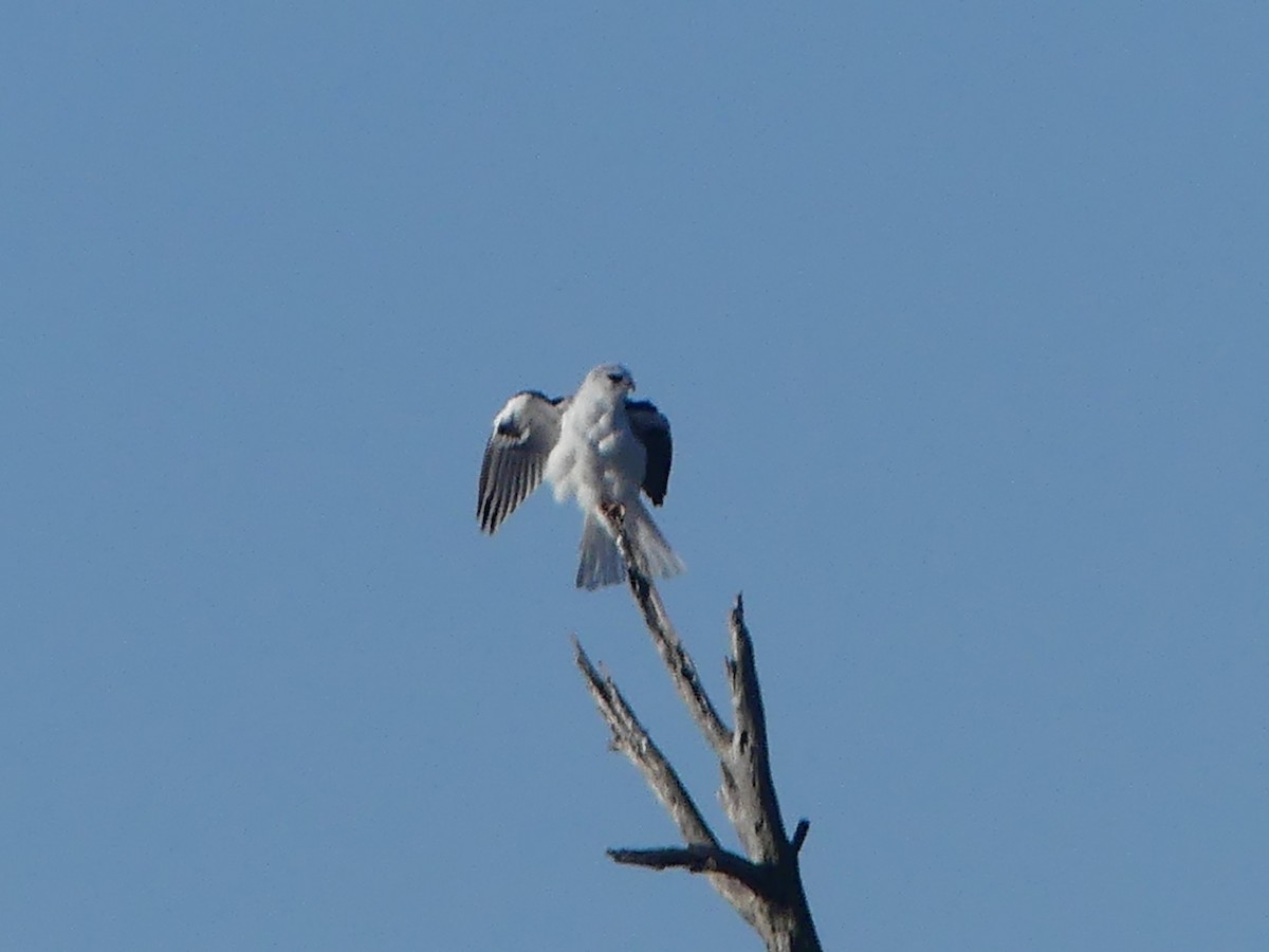 White-tailed Kite - ML613178708