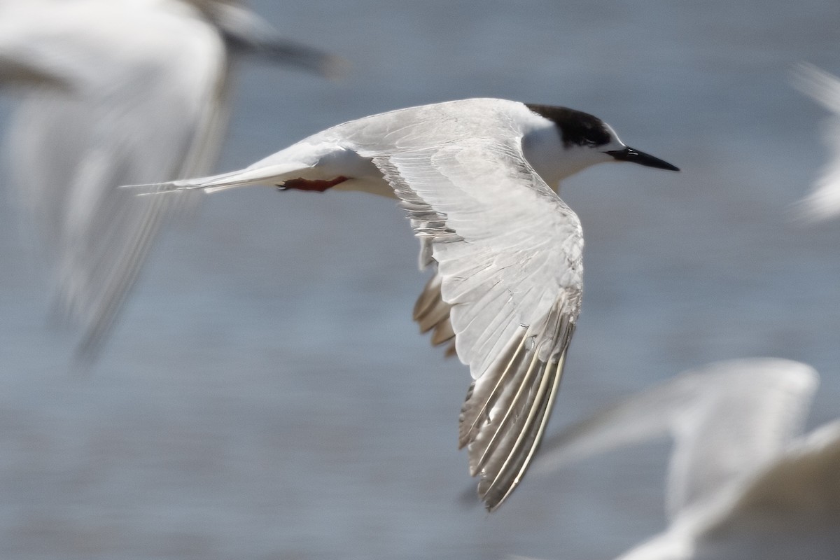 Common Tern - William Kelley