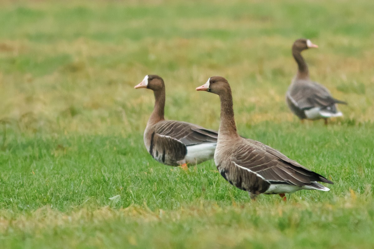 Greater White-fronted Goose - ML613178818