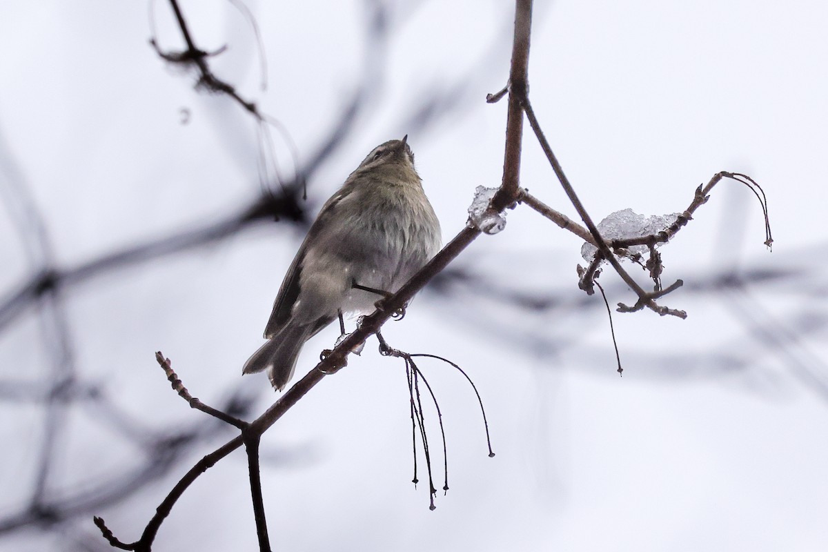 EBird Checklist 6 Jan 2024 Eagle Creek Park Ornithology Center   1200