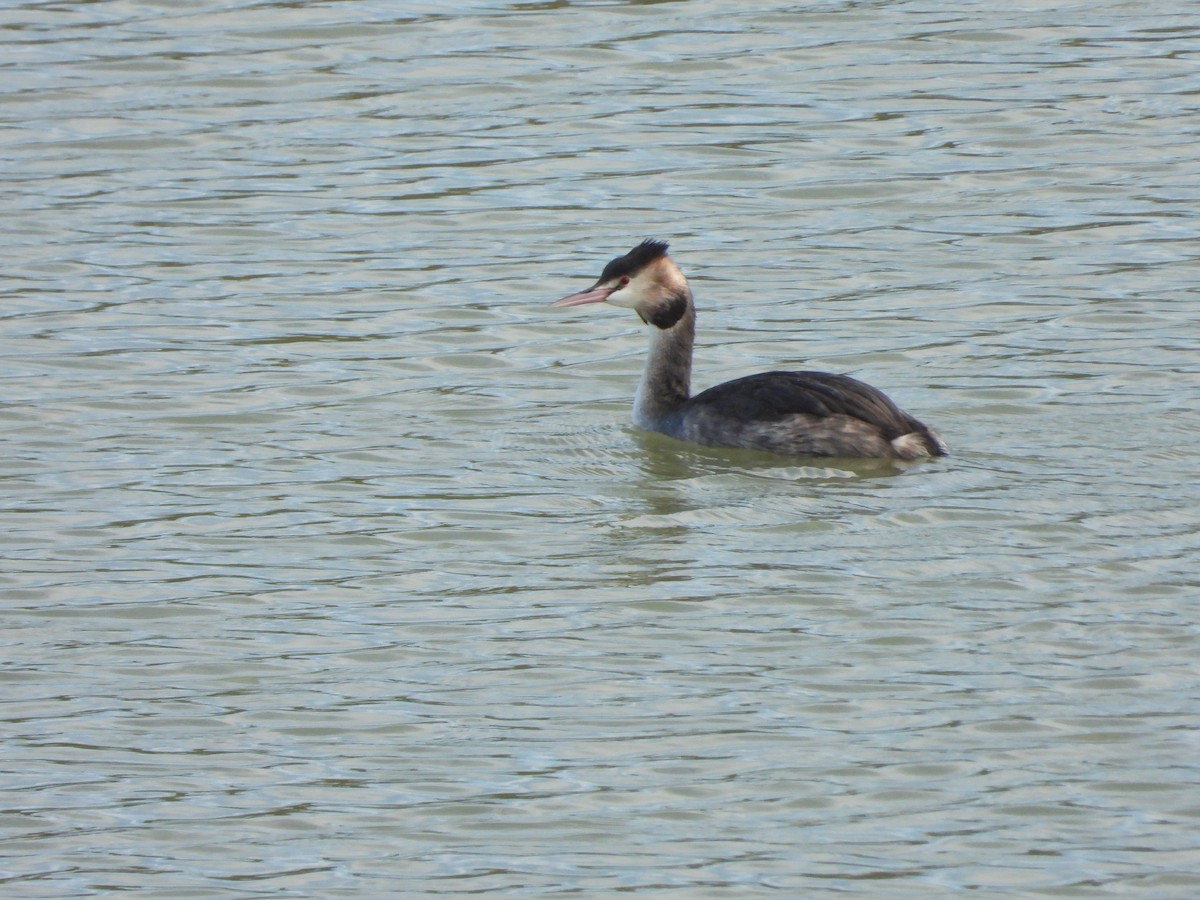 Great Crested Grebe - ML613179178