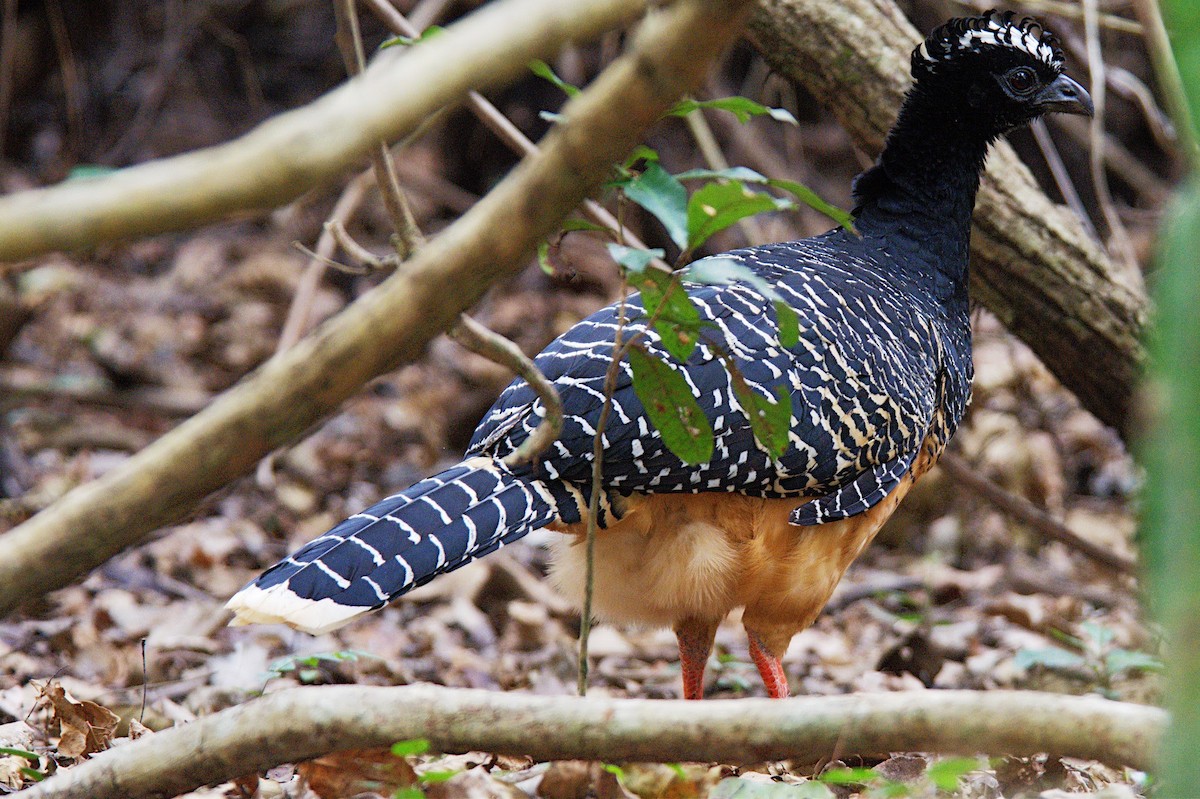 Bare-faced Curassow - ML613179593