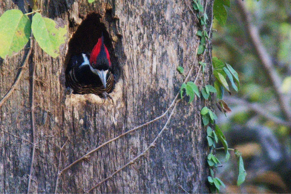 Crimson-crested Woodpecker - ML613179661