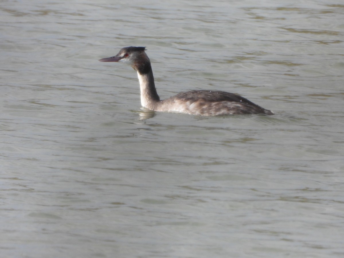 Great Crested Grebe - ML613179716