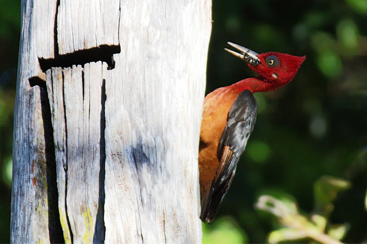 Red-necked Woodpecker - ML613179828