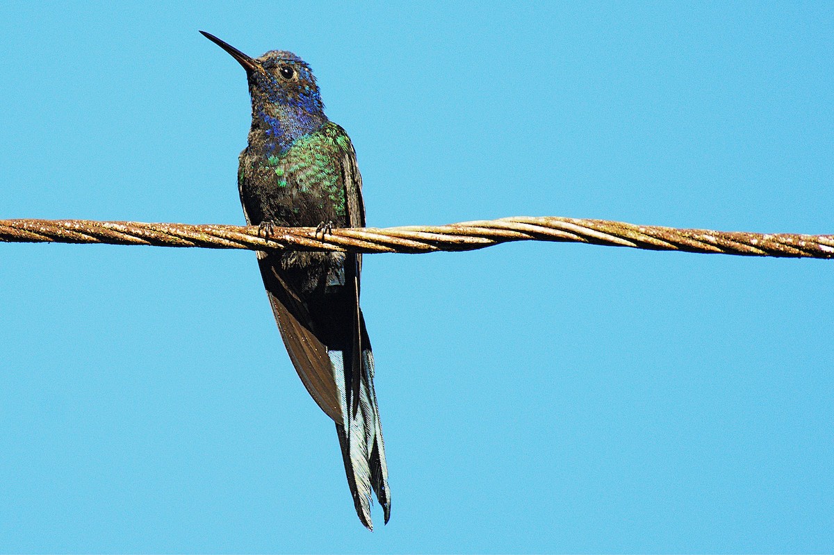 Swallow-tailed Hummingbird - ML613179886