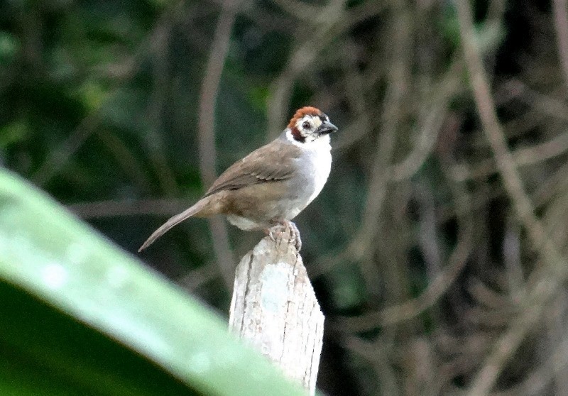 White-faced Ground-Sparrow - Pablo Bedrossian