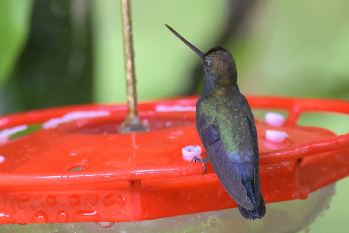 kolibřík modročelý - ML613179947