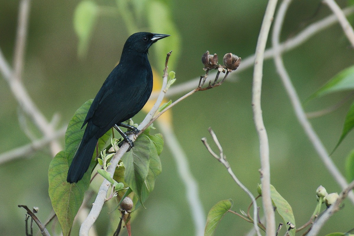 Unicolored Blackbird - Susan Lessner