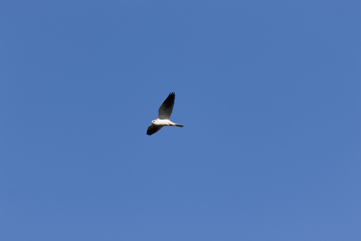White-tailed Kite - ML613180345