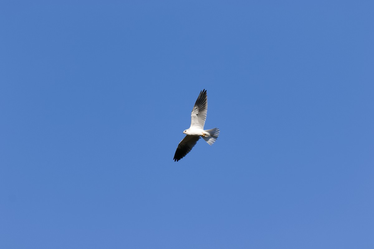 White-tailed Kite - ML613180346
