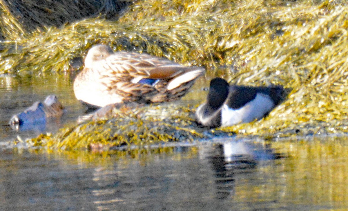 Ring-necked Duck - ML613180364