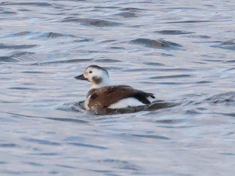 Long-tailed Duck - ML613180507