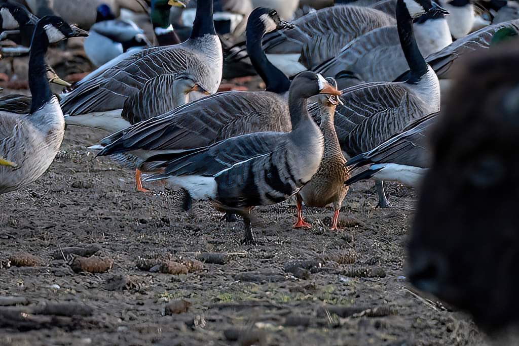 Greater White-fronted Goose - ML613180840