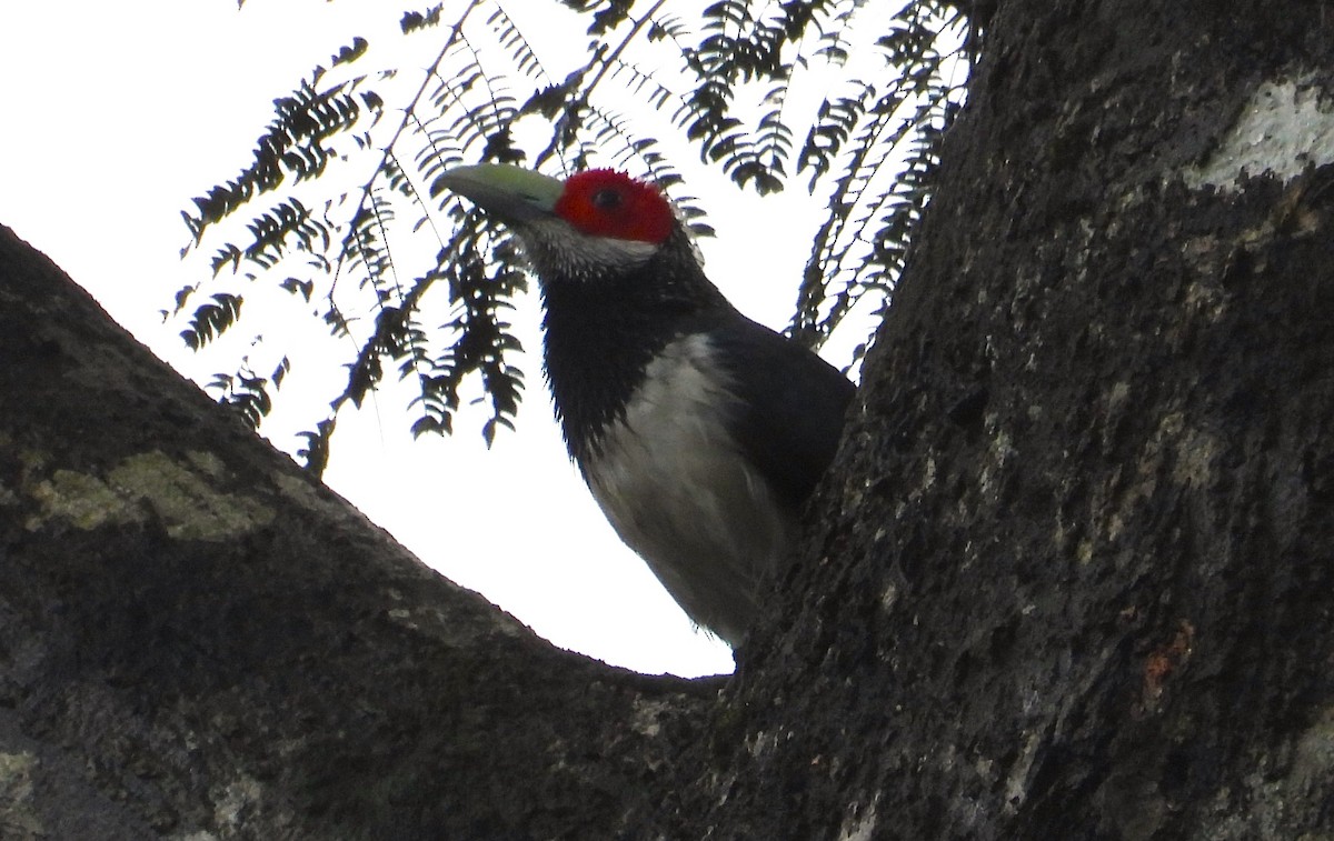 Red-faced Malkoha - ML613181035