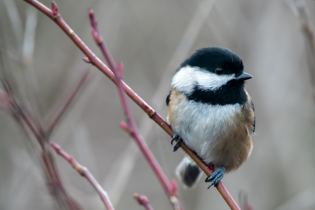 Black-capped Chickadee at Great Blue Heron Nature Reserve by Chris McDonald