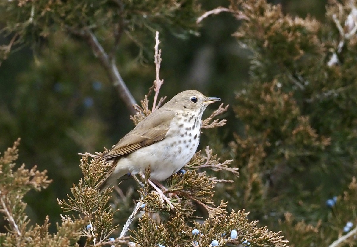 Ebird Canada Checklist Jan Macgregor Park Junipers Species