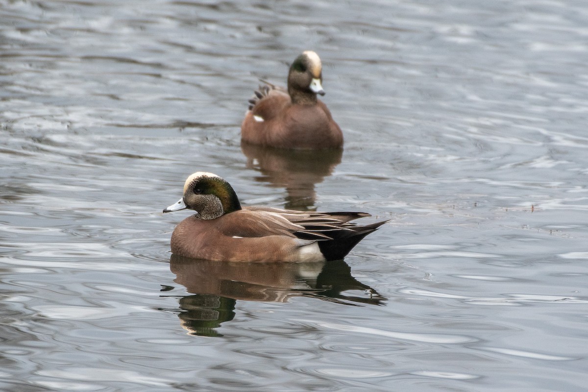 American Wigeon at Great Blue Heron Nature Reserve by Chris McDonald