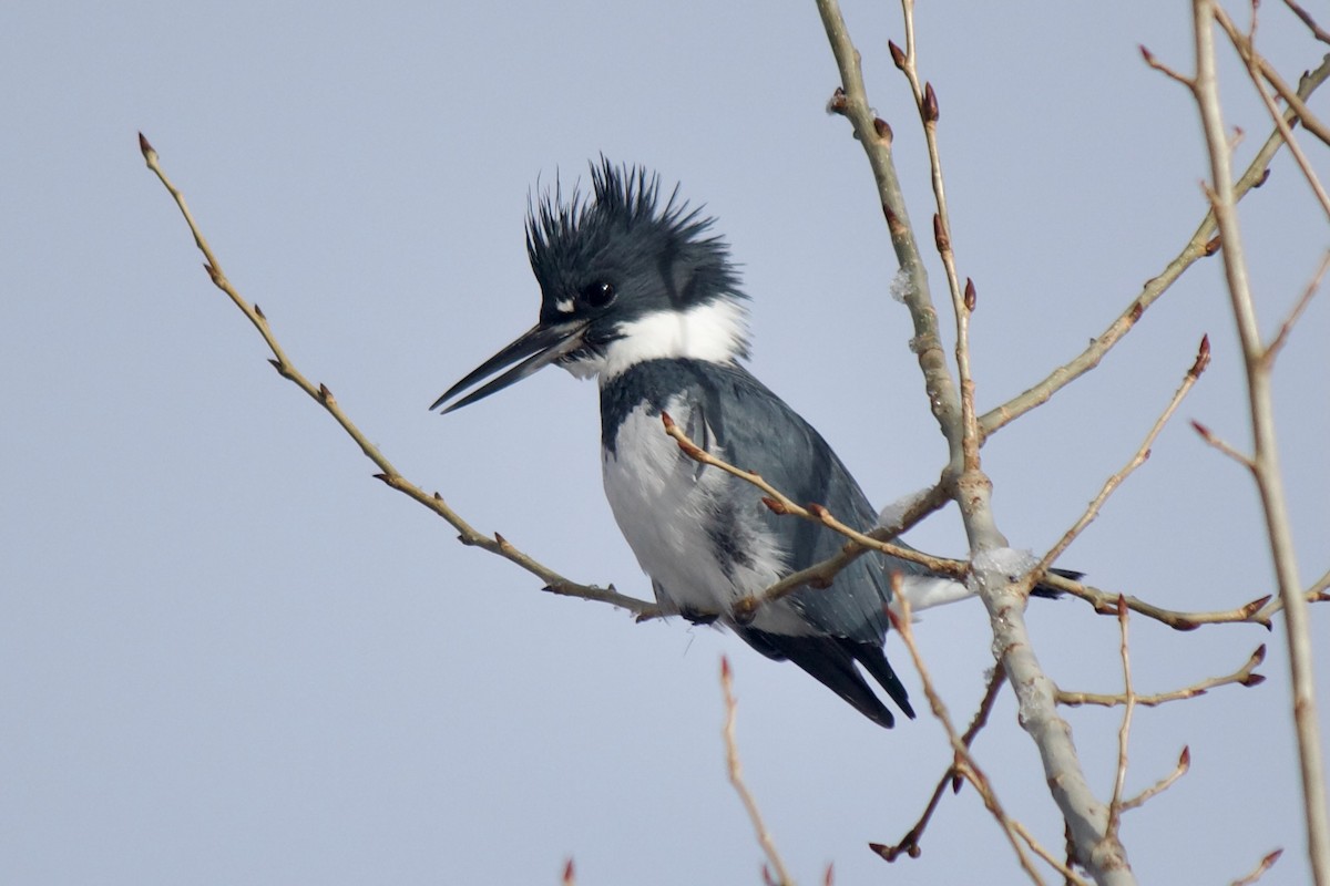 Belted Kingfisher - ML613181313