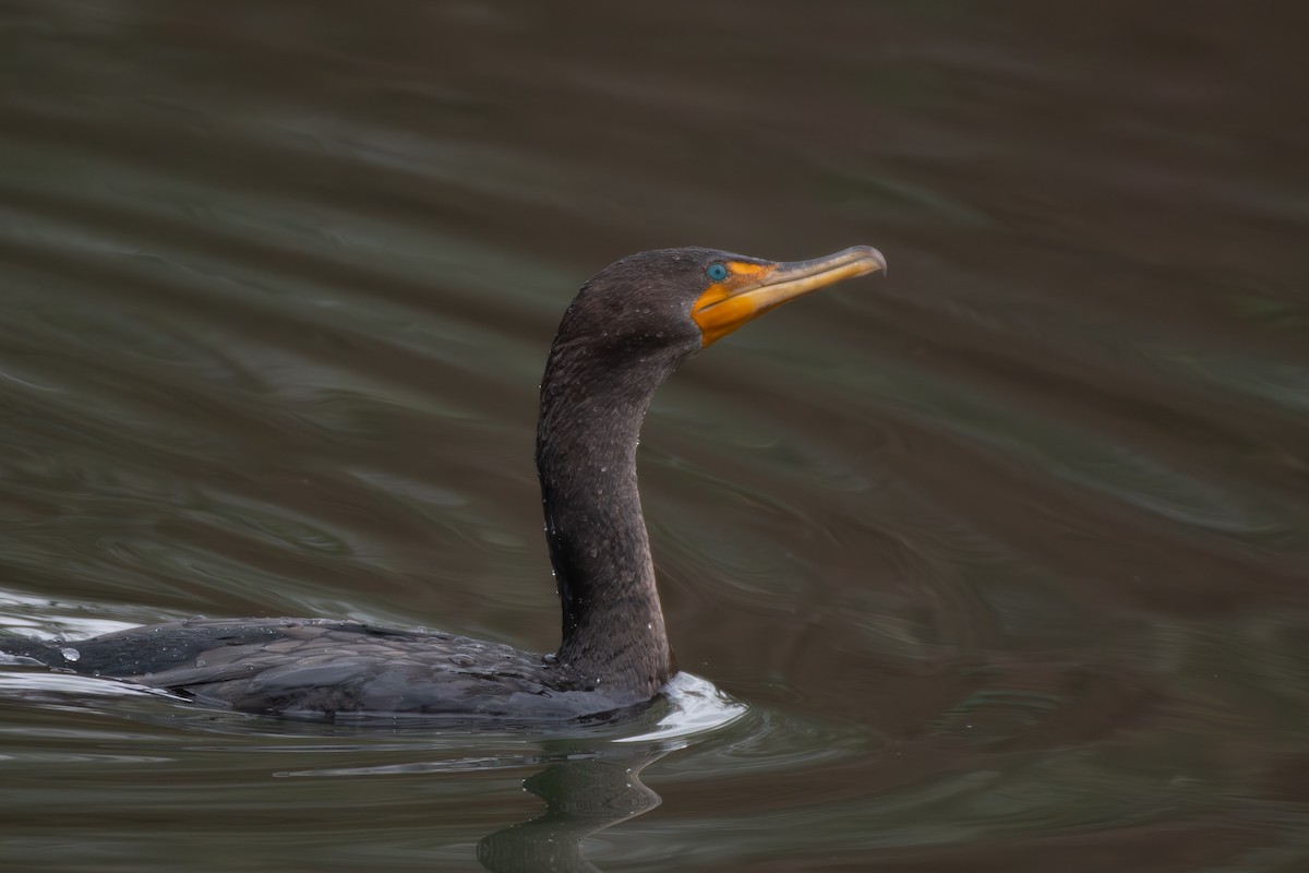 Double-crested Cormorant at Great Blue Heron Nature Reserve by Chris McDonald