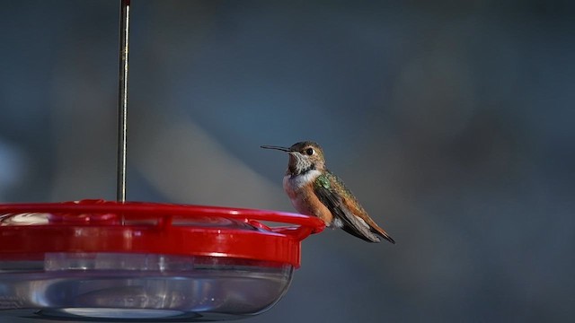 Rufous Hummingbird - ML613181335