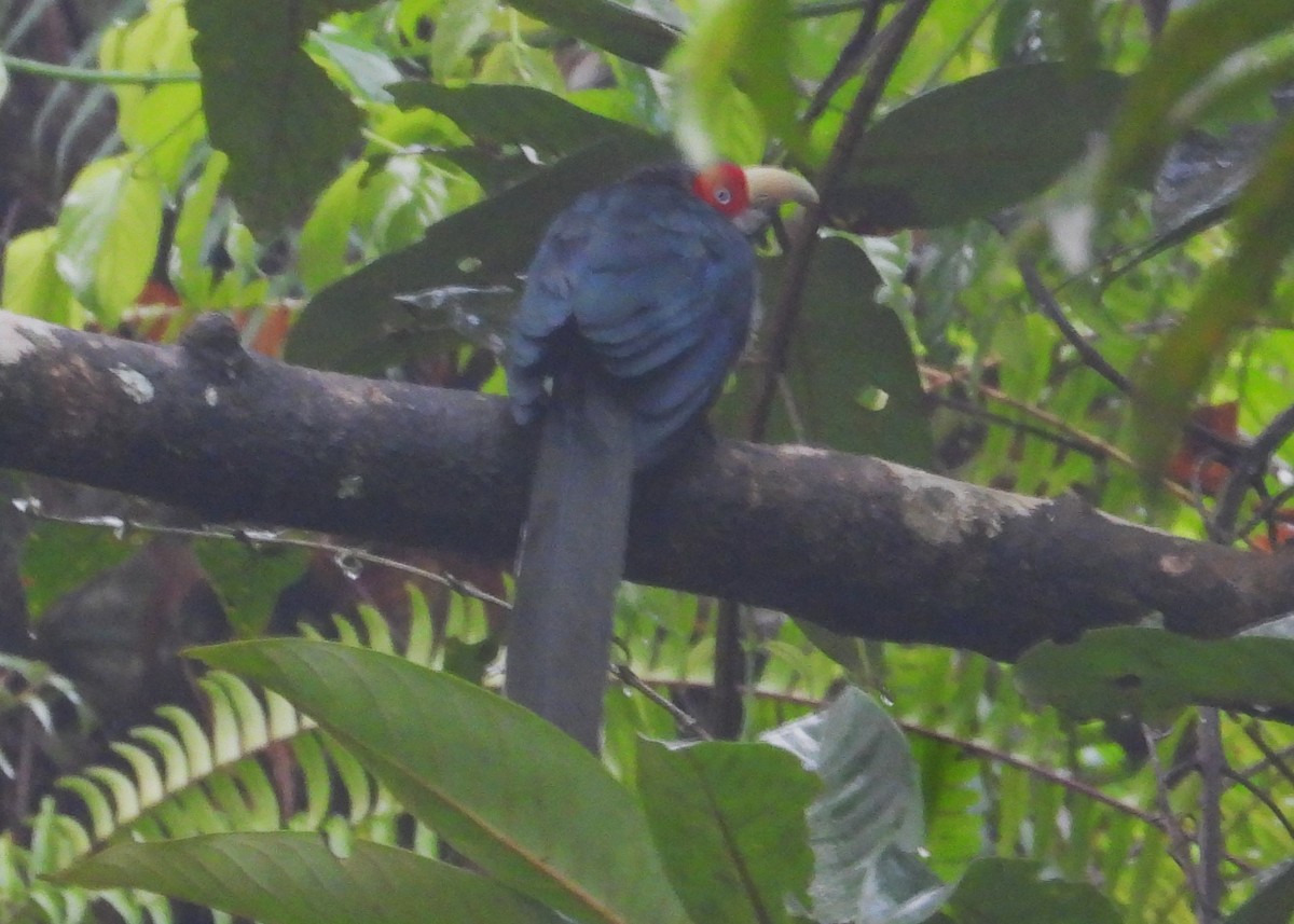 Red-faced Malkoha - ML613181406