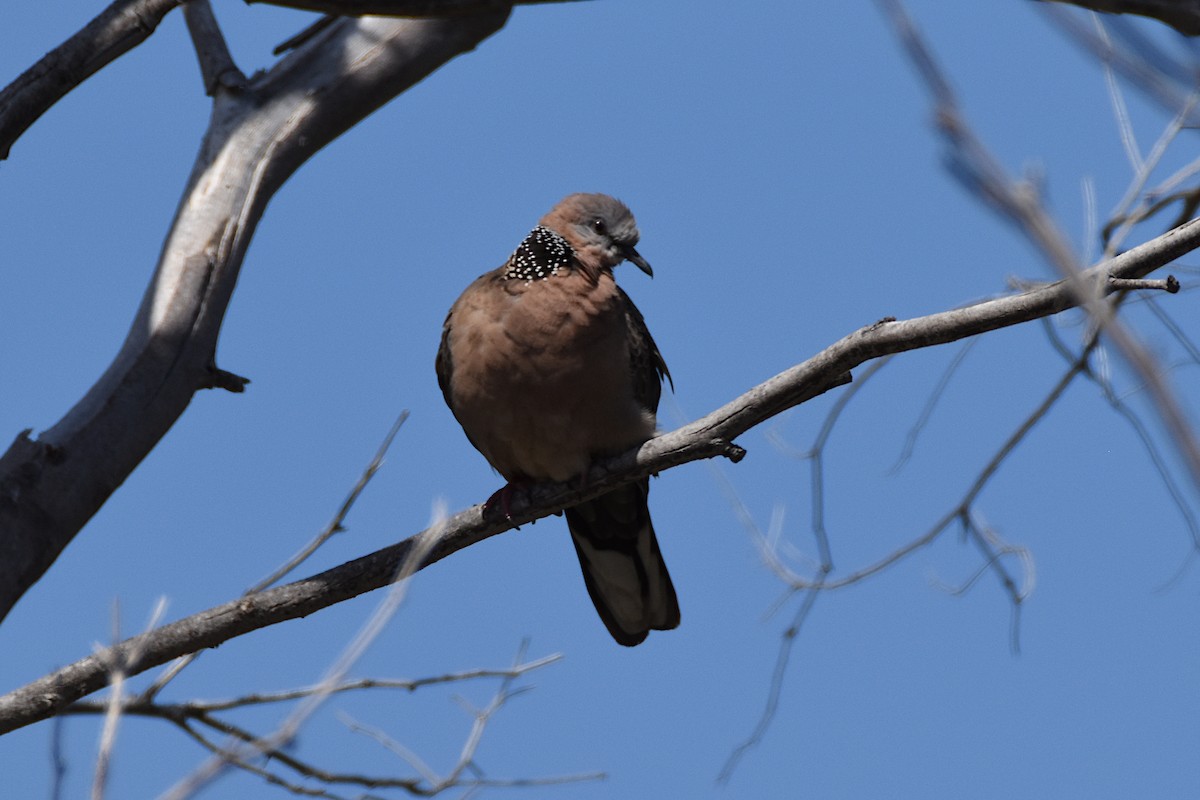 Spotted Dove - ML613181693