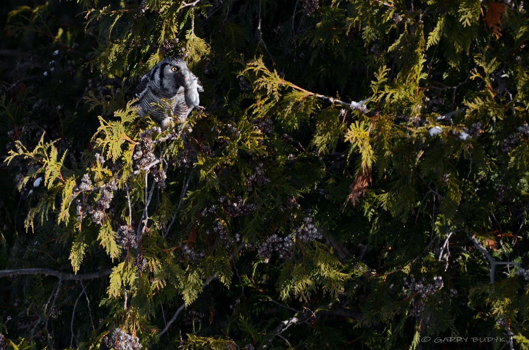 Northern Hawk Owl - Garry Budyk