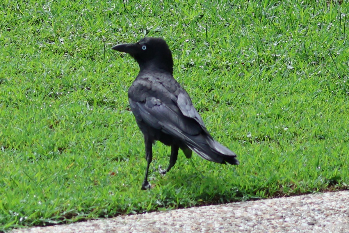 Torresian Crow - Murray DELAHOY