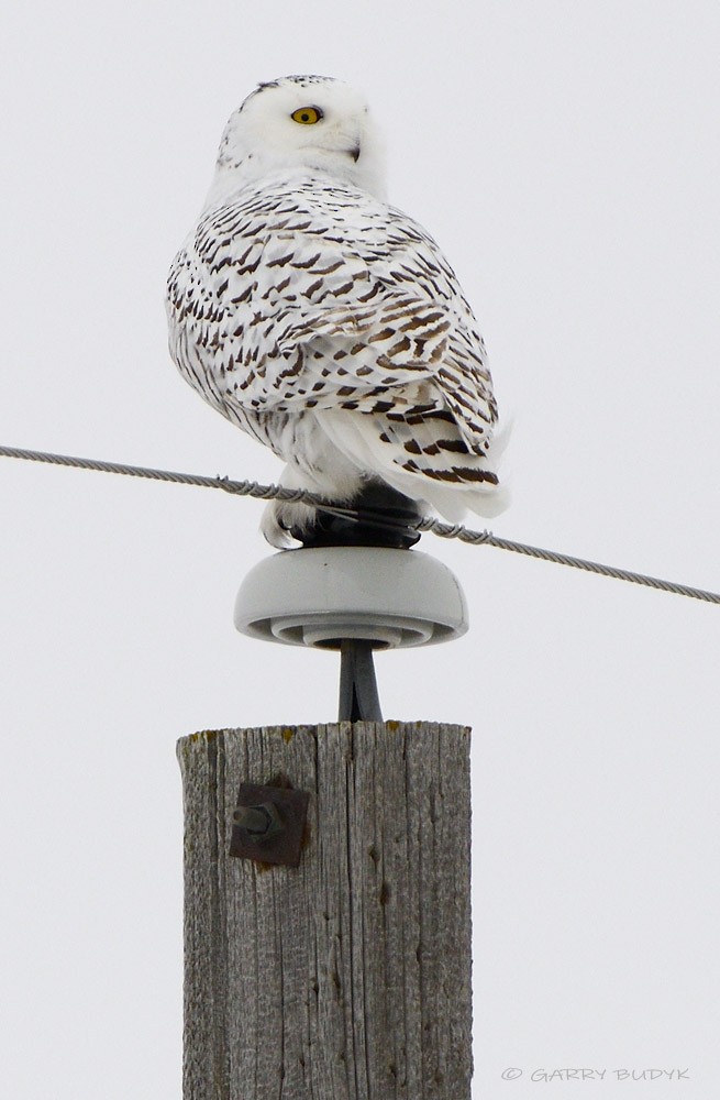 Snowy Owl - ML613181955