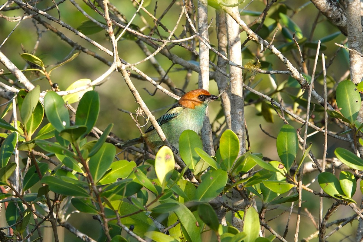 Black-backed Tanager - ML613182052