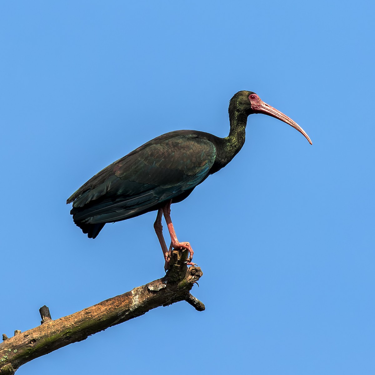 ibis tmavý - ML613182179