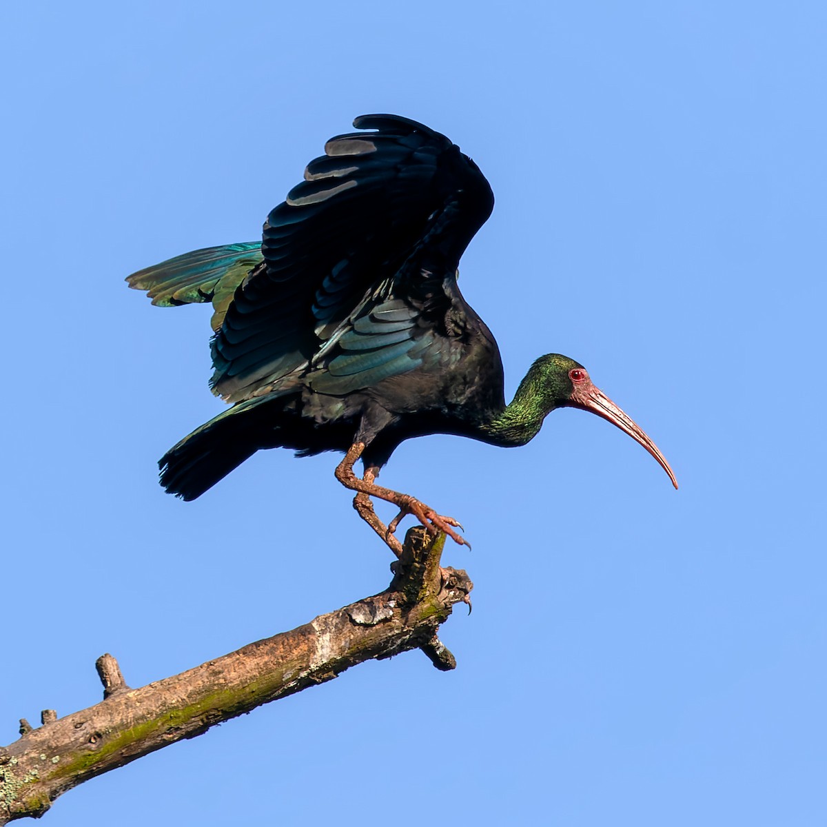ibis tmavý - ML613182180
