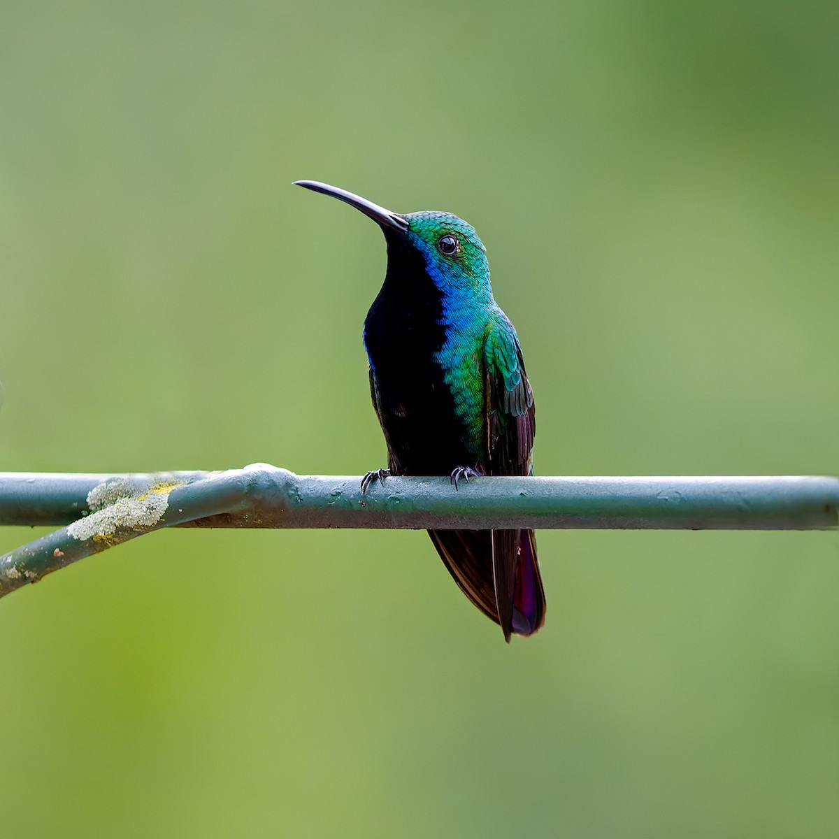 kolibřík tropický - ML613182429