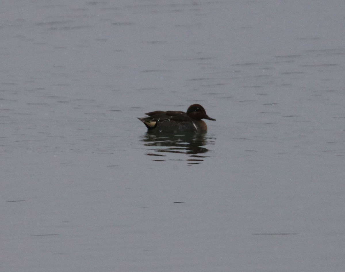 Green-winged Teal - ML613182462