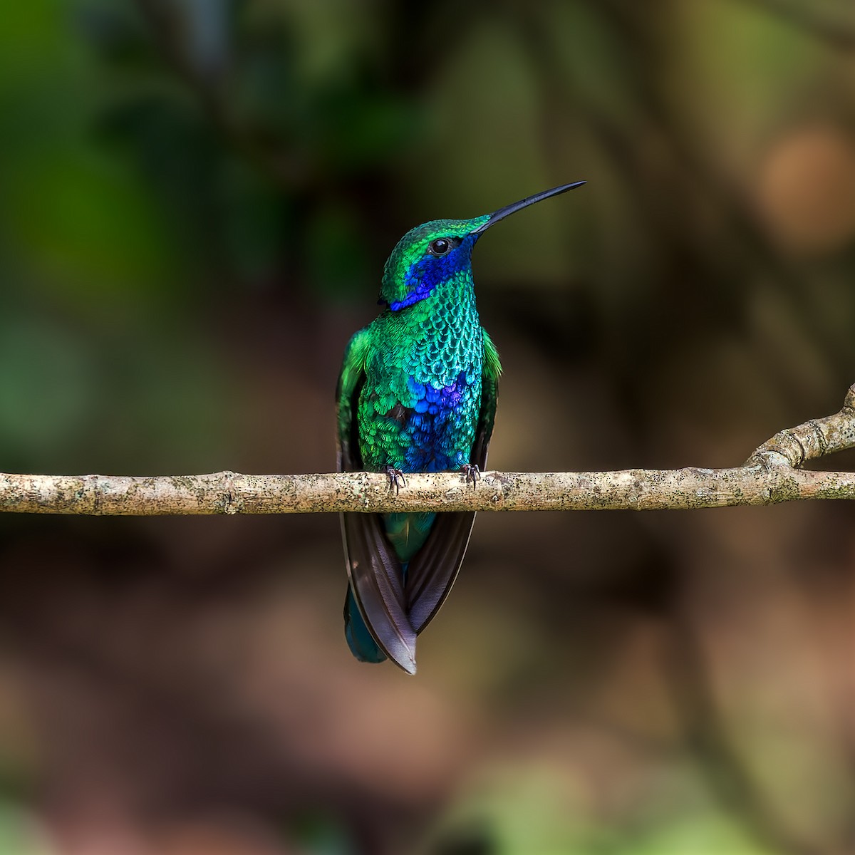 kolibřík modrolící - ML613182494