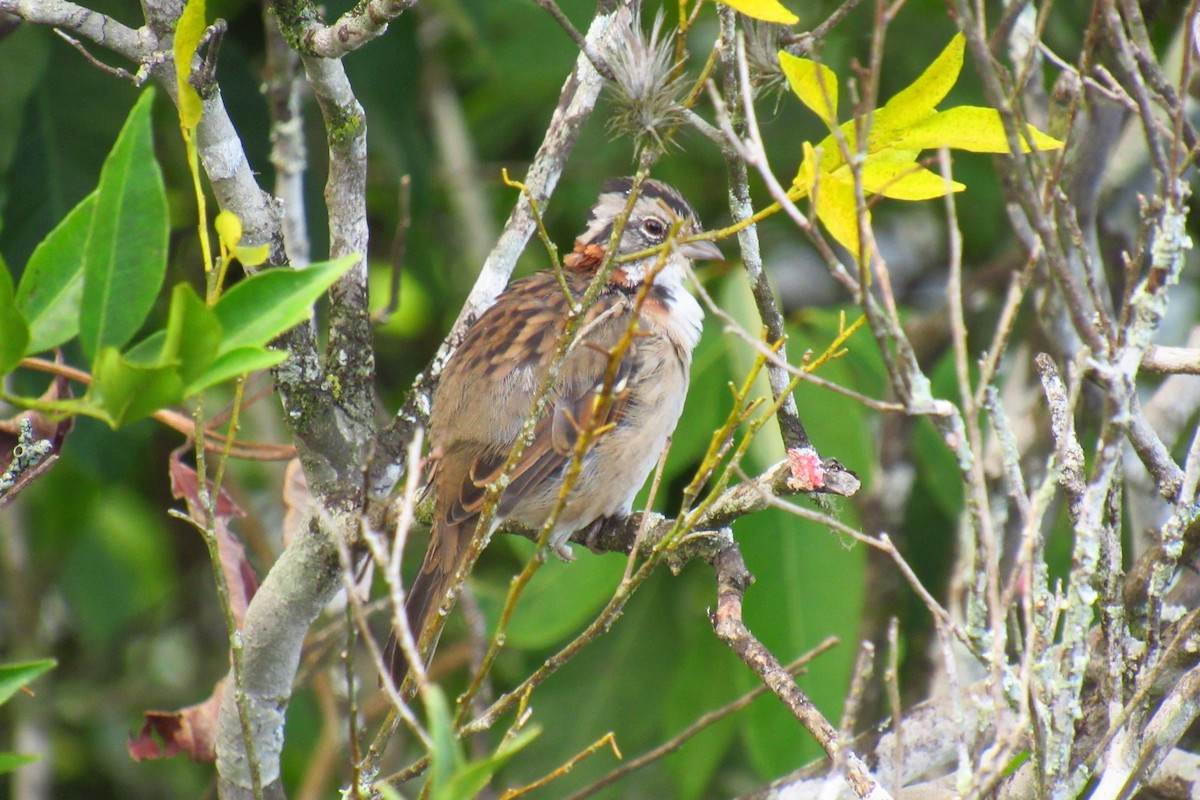 Rufous-collared Sparrow - ML613182567