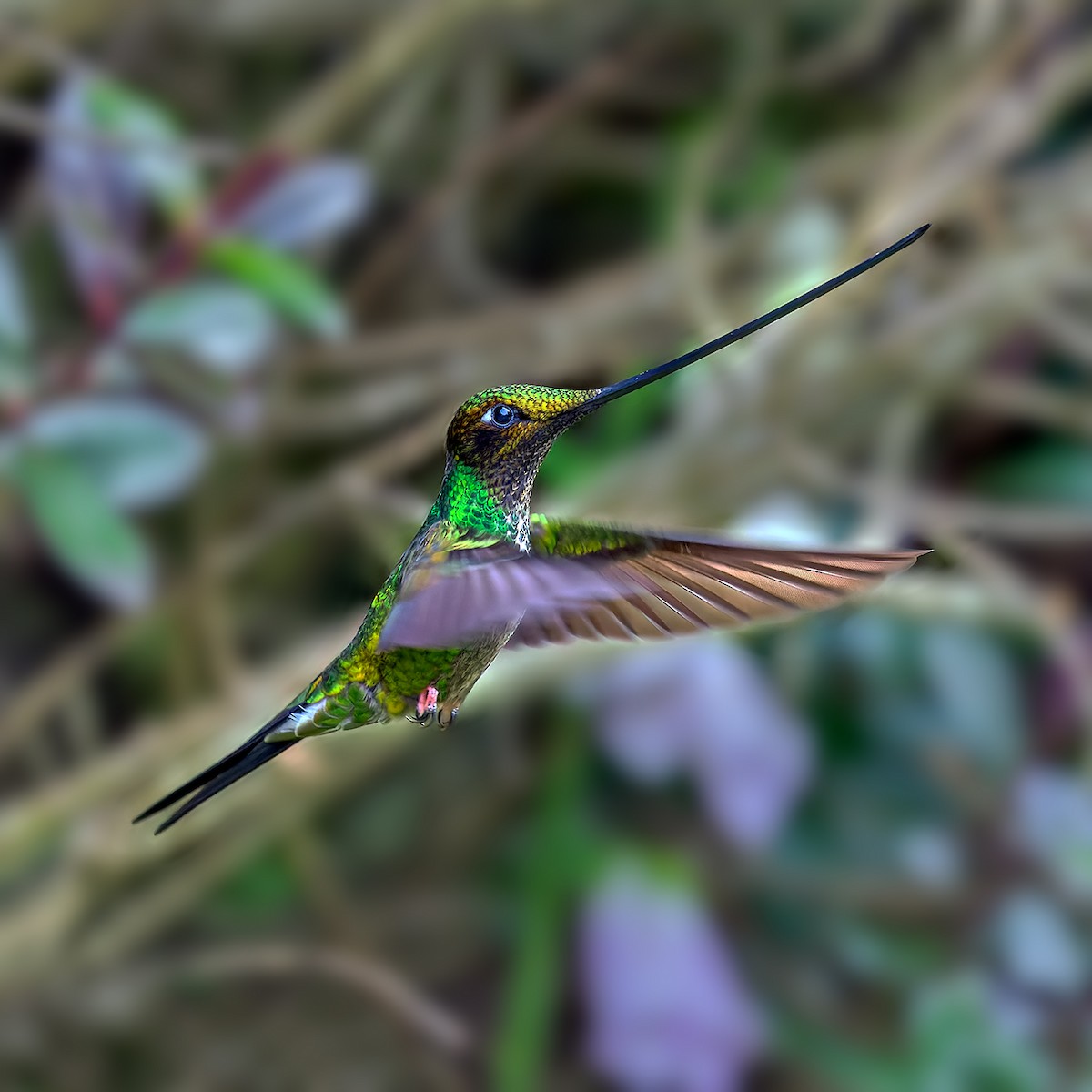 Sword-billed Hummingbird - Vivek Tiwari