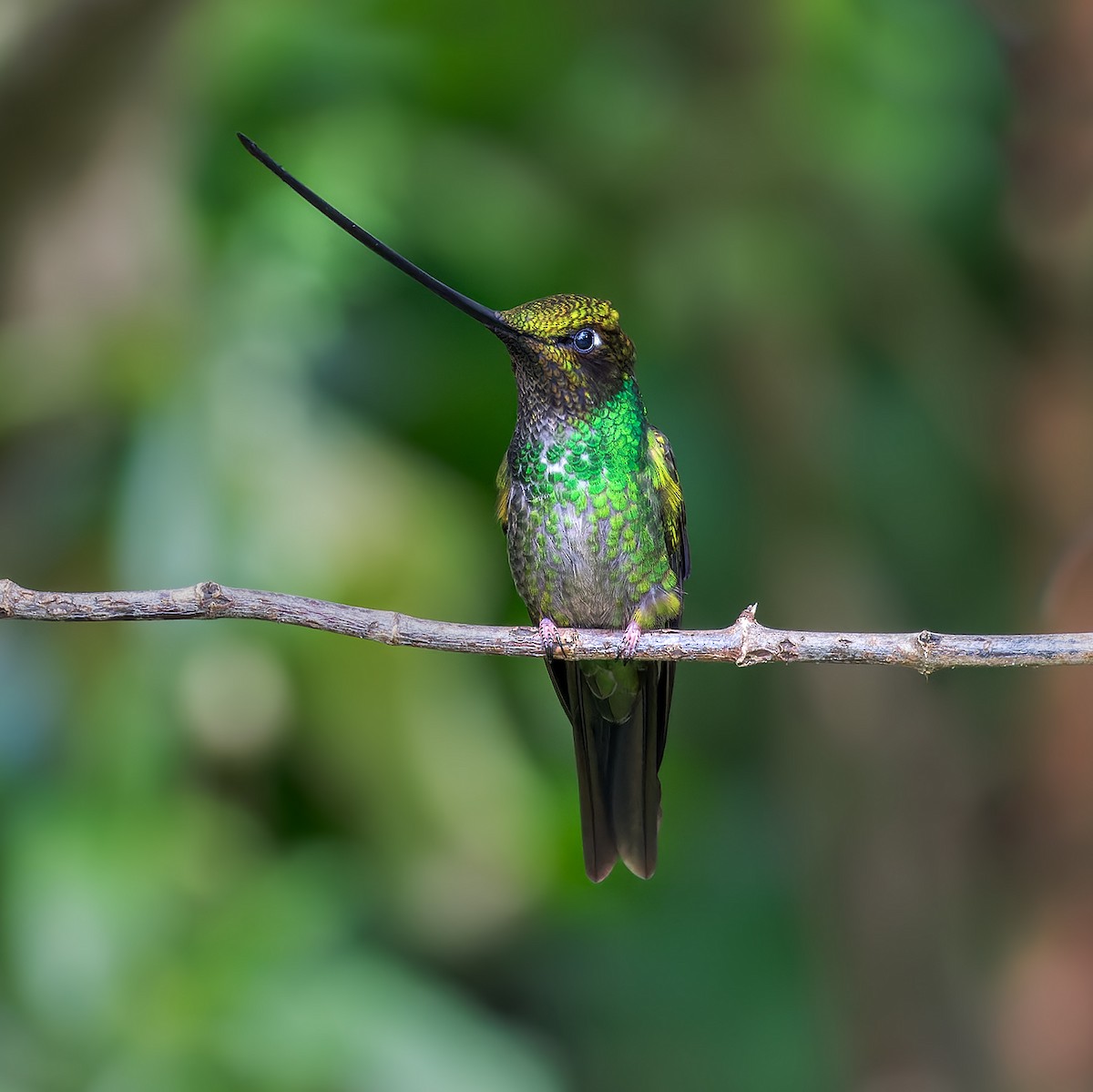 Sword-billed Hummingbird - ML613182576