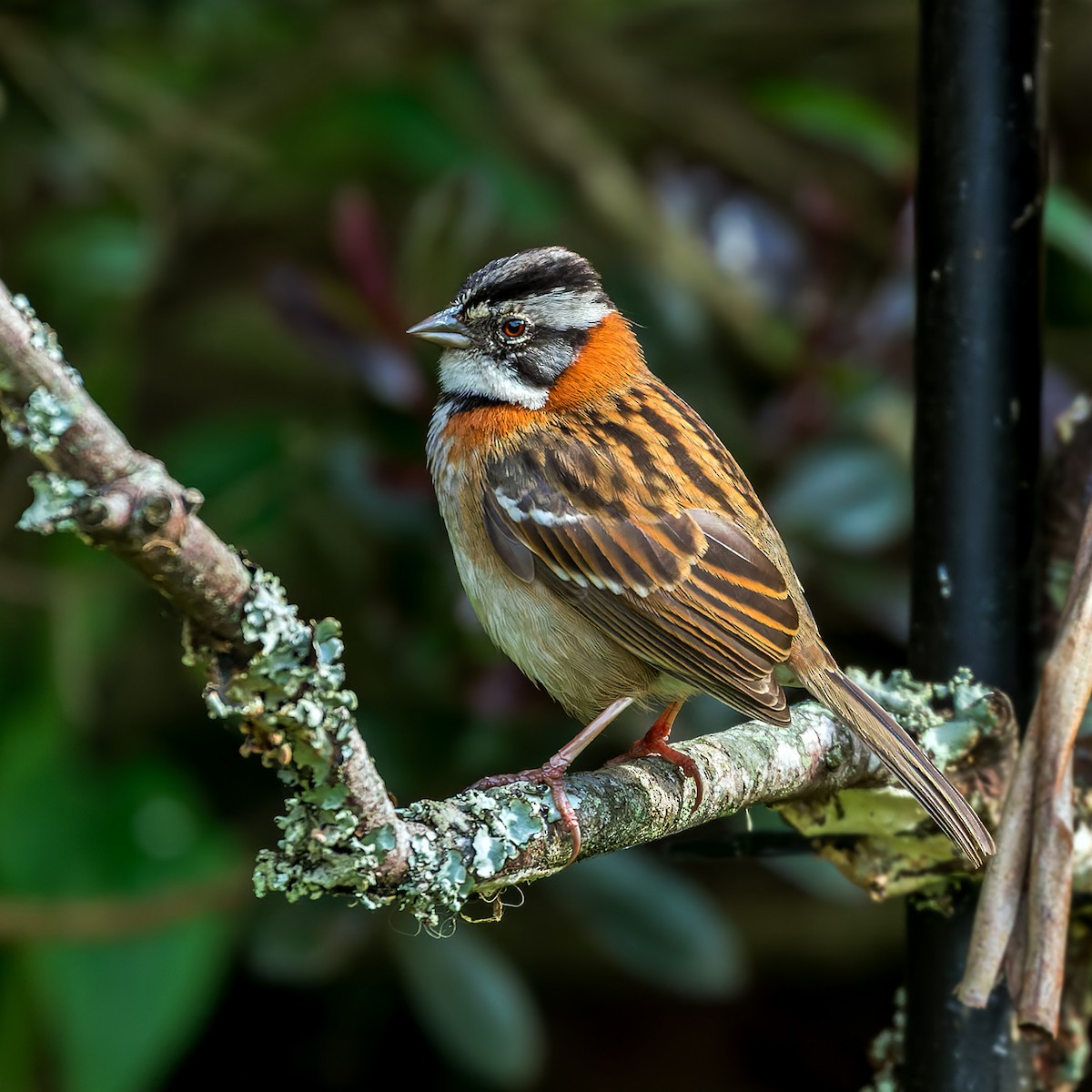 Rufous-collared Sparrow - Vivek Tiwari