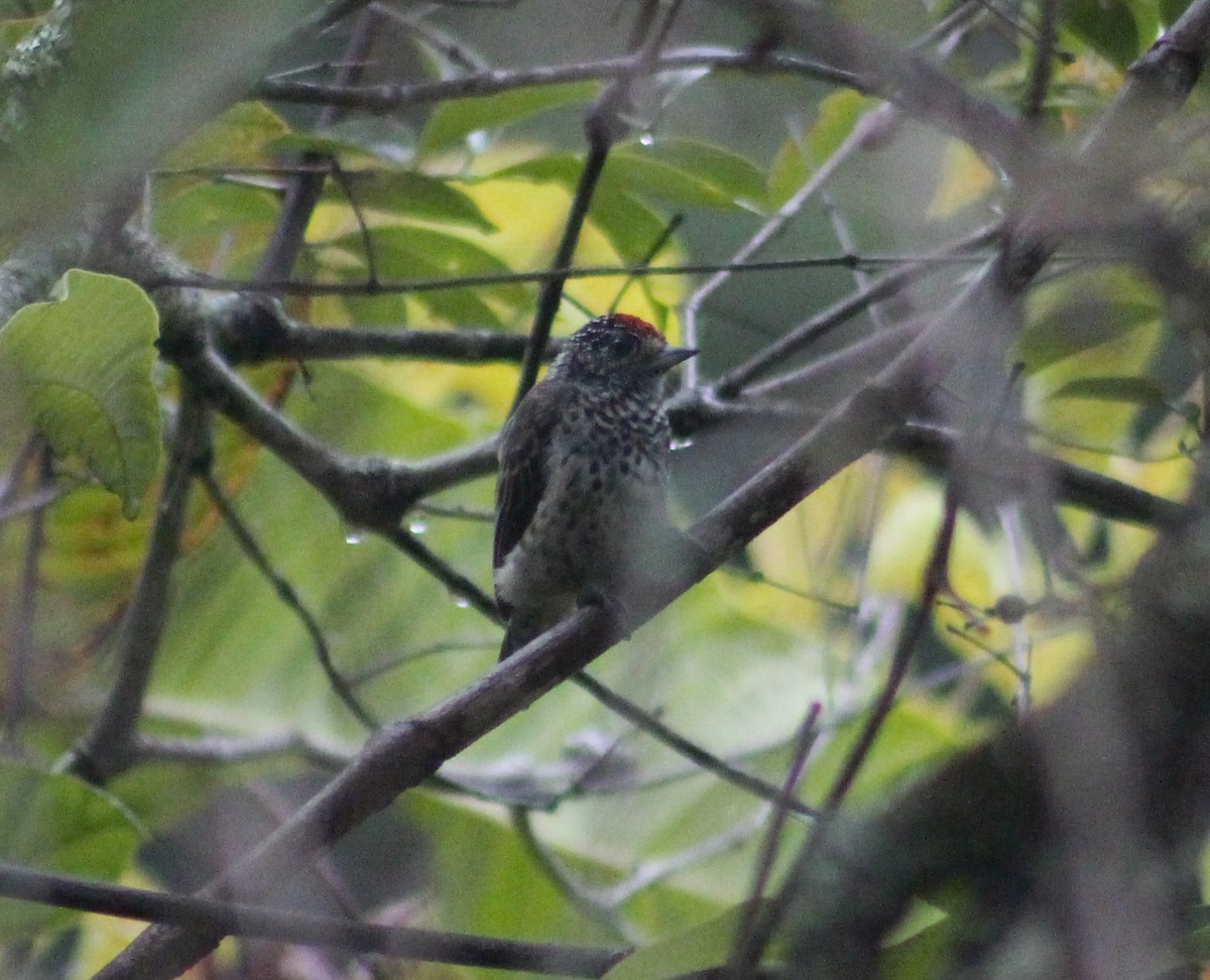 Ocellated Piculet - ML613182675