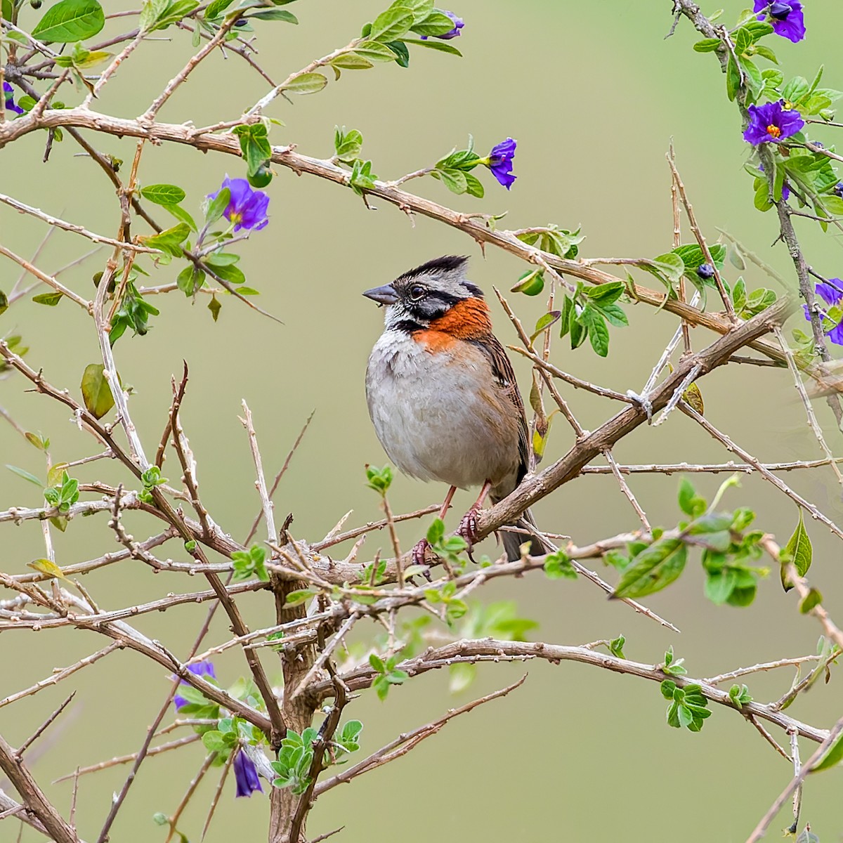 Rufous-collared Sparrow (Rufous-collared) - Vivek Tiwari
