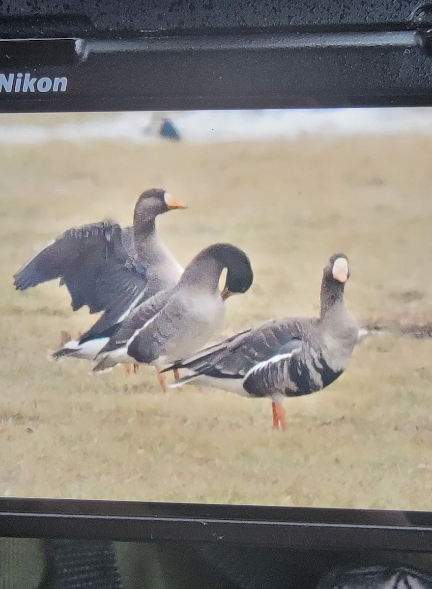 Greater White-fronted Goose - ML613182934